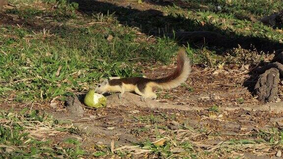 松鼠在陆地上吃水果