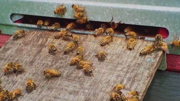 养蜂蜜蜂住在一个古老的木制蜂箱里特写
