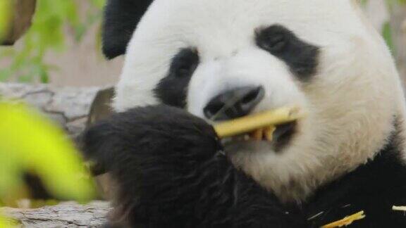 大熊猫(Ailuropodamelanoleuca)也被称为熊猫熊或简单的熊猫是一种原产于中国中南部的熊