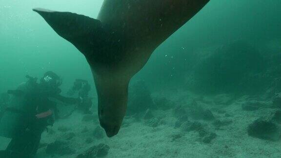 加拉帕戈斯海狮在水下靠近摄像机游泳