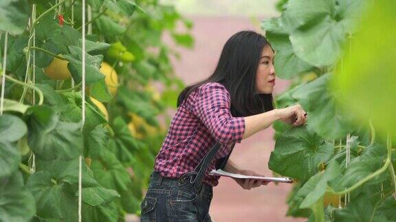 亚洲年轻女性农民在有机蔬菜农场工作转基因食品生物食品