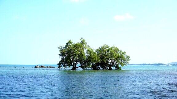 树木在安达曼海的景色在夏季的季节泰国普吉岛