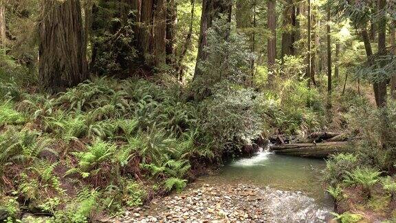 鹅卵石小溪流过古老的生长森林红杉国家公园加利福尼亚