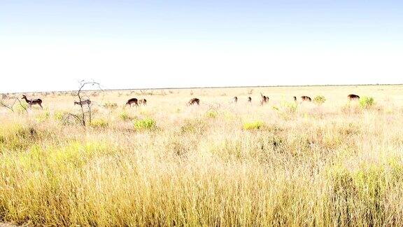 WS羚羊在大草原觅食