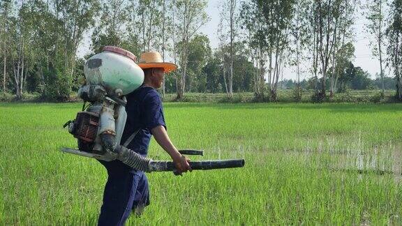 年长的亚洲农民在他的绿色水稻上喷洒肥料