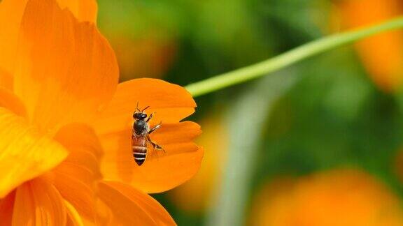 蜜蜂在花上清洁自己