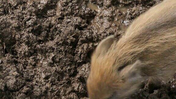 小野猪小猪在泥里四处乱拱