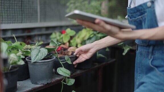 一名亚洲男子在检查植物时正在使用电子平板电脑