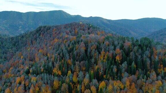 秋天的树木无人机从上方俯瞰黄色和橙色的秋季落叶林