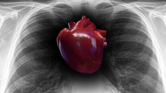 人体循环系统心跳x射线骨架背景