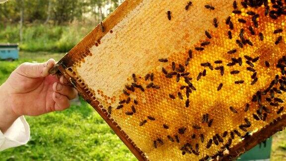 养蜂人从蜂箱中得到一个框架