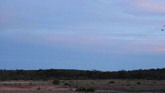 一对鸟在日落时分飞过澳大利亚内陆干燥的沙漠景观