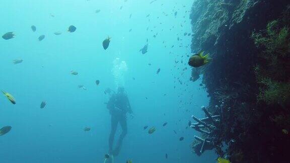 戴水肺的潜水员在水下莱特岛、菲律宾