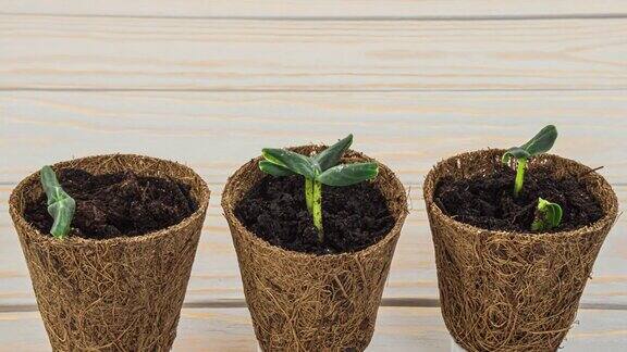 黄瓜幼苗在一锅椰子纤维中生态园艺重用环保生活理念无塑料零浪费的理念春天