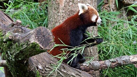 小熊猫也叫小熊猫和红猫熊