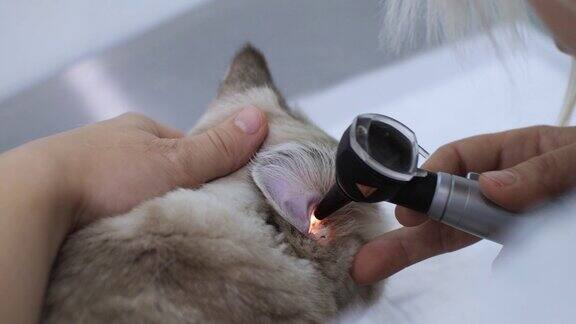 特写镜头在兽医的预约下为猫进行耳镜检查一位女医生仔细检查病人的耳道以排除耳部病变