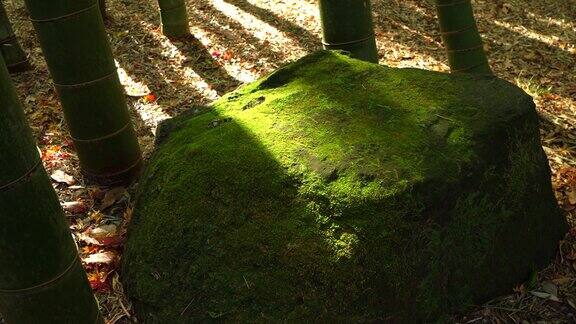 竹花园石头上的绿苔