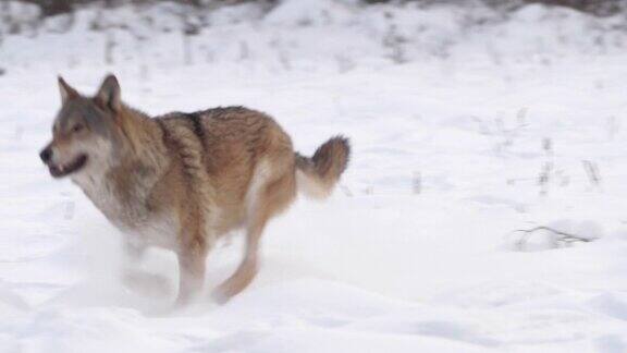 白俄罗斯两只狼和死去的马鹿在雪地和冬季森林里奔跑