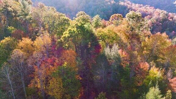在阳光明媚的日子里在秋天的森林里从上面看彩色的树林有黄色和橙色的树冠秋天的野生自然景观