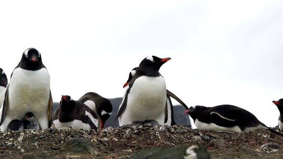 巴布亚企鹅在罗伯特岛上崎岖的南极海滩上养育它的孩子