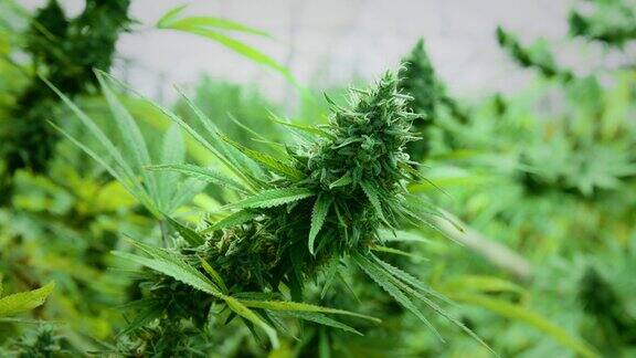 大麻农场室内的大麻植物