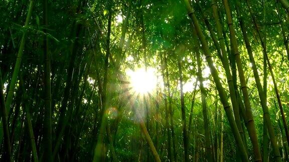 阳光穿过竹林