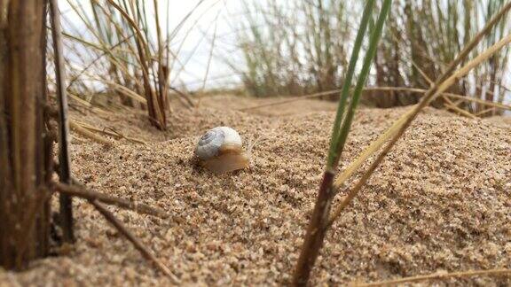 在植被和沙丘草之间的沙丘蜗牛