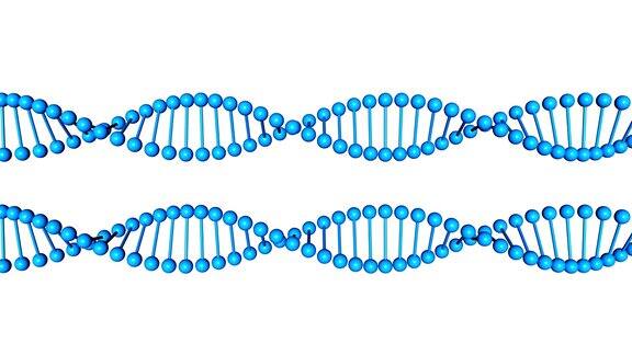 两个蓝色的DNA分子在白色背景上旋转三维渲染