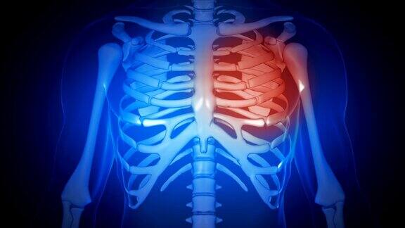 人体解剖学正、侧视图x射线扫描触摸屏界面医学三维动画胸腔