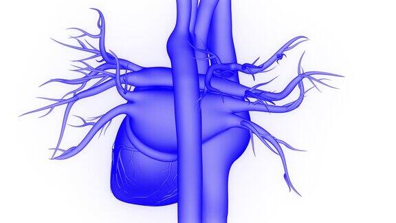 人体循环系统心脏跳动解剖动画概念