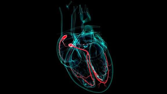 心脏解剖SA和房室结的医学概念3D