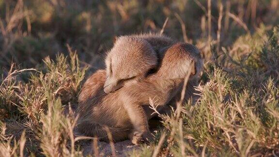 可爱的小狐獴的特写其中一只趴在其他的背上睡着了