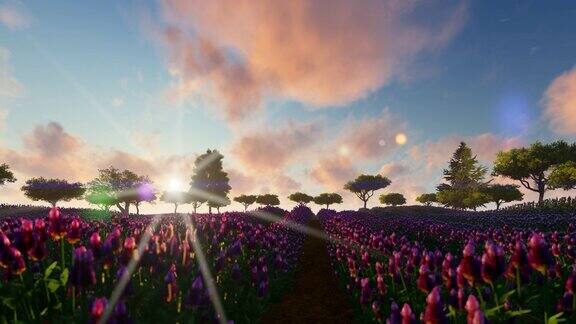日落时分一片美丽的紫色薰衣草田