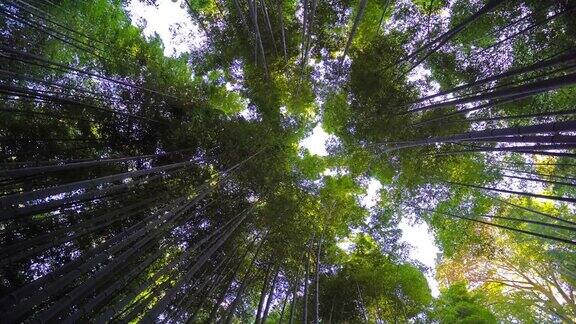 京都岚山美丽的竹林