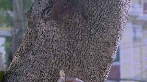 树上的松鼠