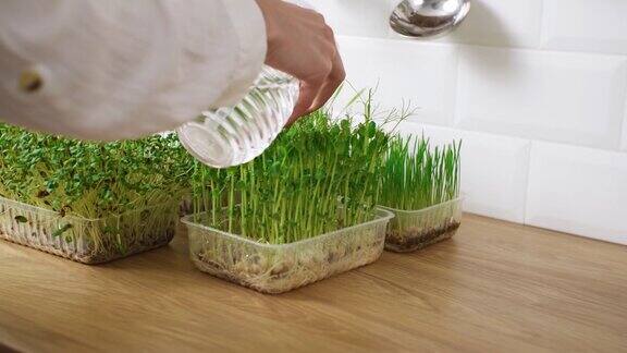 给家里种植的绿色植物浇水灌溉自家生产的有机健康绿色蔬菜