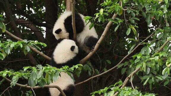 两只可爱的熊猫宝宝在树上玩耍4k