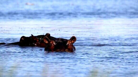 河马在奥卡万戈三角洲博茨瓦纳非洲狩猎野生动物
