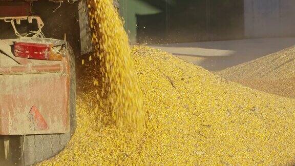 在一个农业储存设施卸载玉米