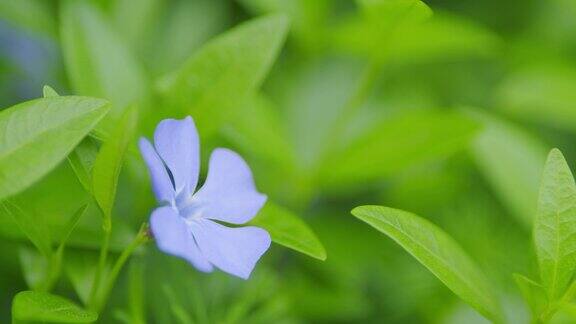 长春花小自然背景蓝色的长春花或小长春花在风中摇曳有选择性的重点