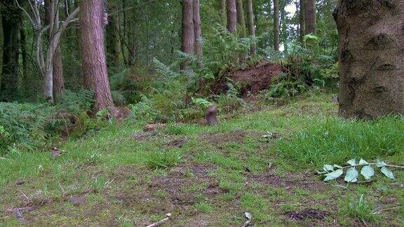 夏日清晨一只红松鼠在苏格兰森林里寻找食物然后跑向相机
