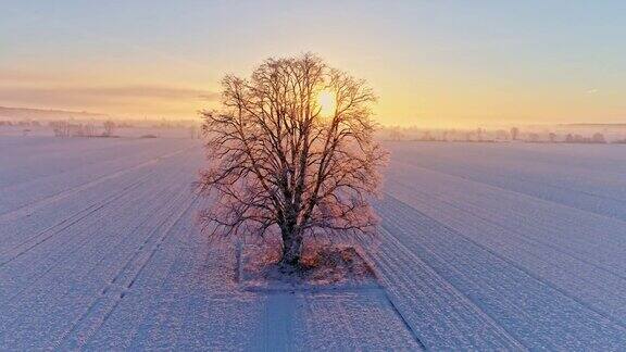 日出时分普雷克穆里耶斯洛文尼亚在白雪覆盖的乡村田野上阳光在宁静的田园诗般的单株树后照耀