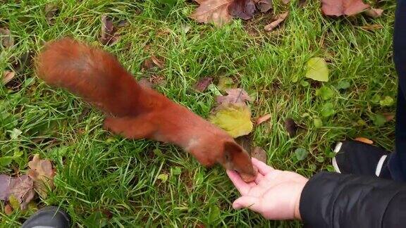 秋天公园里的松鼠用坚果喂松鼠松鼠用爪子抓着一颗坚果