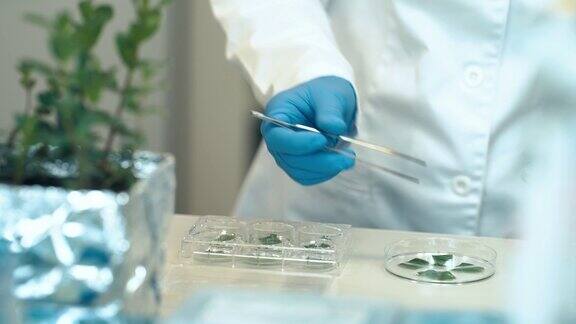 在生化科学实验室里测试植物样本科学家研究植物的遗传学