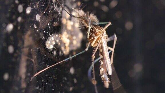 蚊子在镜子墙上移动它的腿