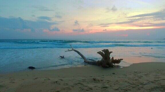普吉岛卡伦海滩上的枯树上的日落