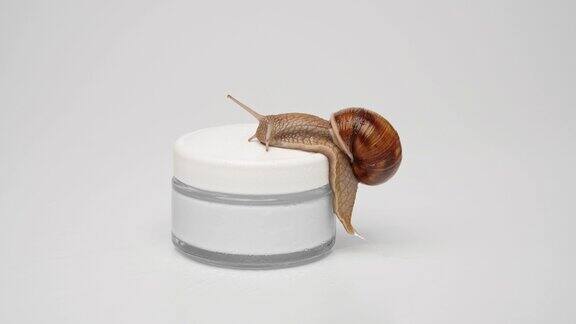 一罐化妆霜上的蜗牛爬在罐子的盖子上