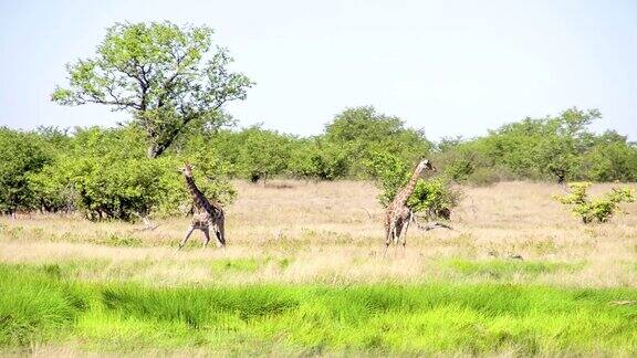 非洲大草原的WS长颈鹿