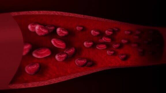 人体的循环系统带有红细胞的人体血管的三维循环动画医疗保健标志