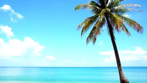 沙质的热带海滩椰子树美丽的海滩安达曼海风景背景在泰国普吉岛